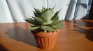 Agave guadalajarana