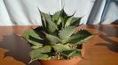 Agave guadalajarana