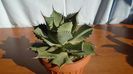 Agave guadalajarana