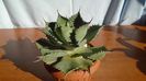 Agave guadalajarana
