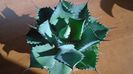 Agave guadalajarana