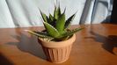 Agave univittata v. lophantha