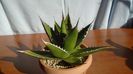 Agave univittata v. lophantha