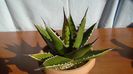 Agave univittata v. lophantha