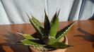 Agave univittata v. lophantha