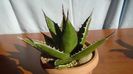 Agave univittata v. lophantha