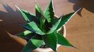 Agave univittata v. lophantha