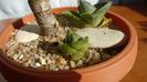 Agave pumila hb.