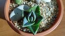 Agave pumila f. nana