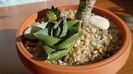 Agave pumila f. nana
