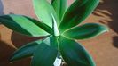 Agave attenuata
