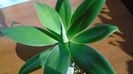 Agave attenuata