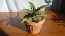 Agave gypsophila