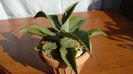 Agave gypsophila