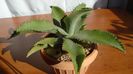 Agave gypsophila