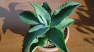 Agave gypsophila