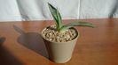 Agave americana – origine insula Skiathos, Grecia