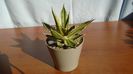 Agave univittata v. lophantha f. quadricolor