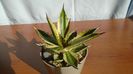 Agave univittata v. lophantha f. quadricolor