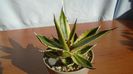 Agave univittata v. lophantha f. quadricolor