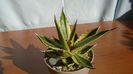 Agave univittata v. lophantha f. quadricolor