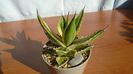 Agave univittata v. lophantha f. quadricolor