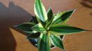 Agave univittata v. lophantha f. quadricolor