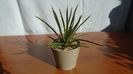 Agave geminiflora