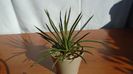 Agave geminiflora