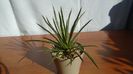 Agave geminiflora