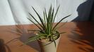 Agave geminiflora