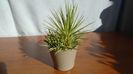 Agave striata f. minima