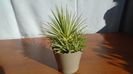 Agave striata f. minima