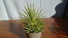 Agave striata f. minima