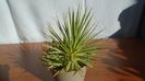 Agave striata f. minima