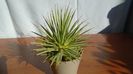 Agave striata f. minima