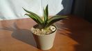 Agave desmettiana f. marginata