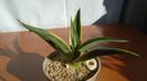 Agave desmettiana f. marginata