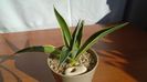 Agave desmettiana f. marginata