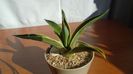 Agave desmettiana f. marginata