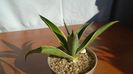 Agave desmettiana f. marginata