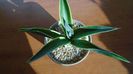 Agave desmettiana f. marginata