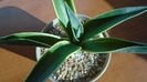 Agave desmettiana f. marginata
