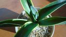 Agave desmettiana f. marginata