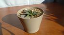 Agave utahensis