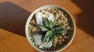 Agave utahensis