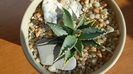 Agave utahensis