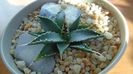 Agave utahensis