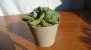 Agave isthmensis