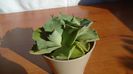 Agave isthmensis